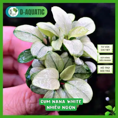 Anubias nana white - bụi ráy nana white