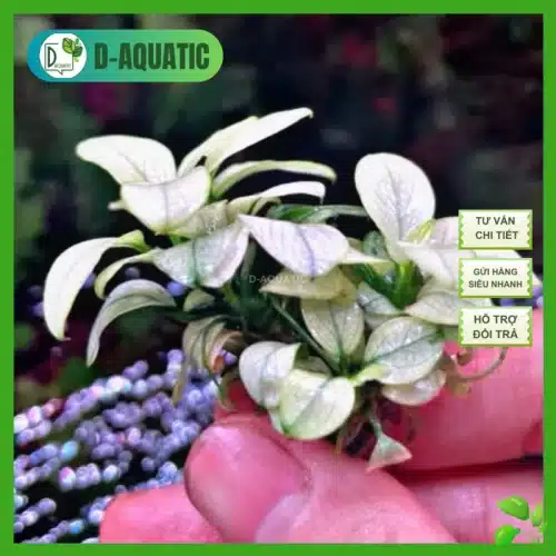 Ráy anubias nana white