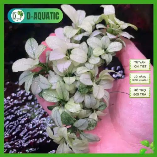 Ráy petite white