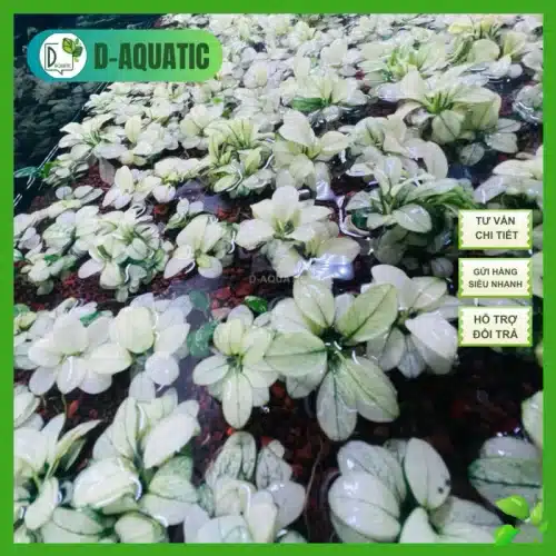 Anubias nana white